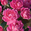 Pink Rose Flower Seeds Garden Plant 10 Seeds