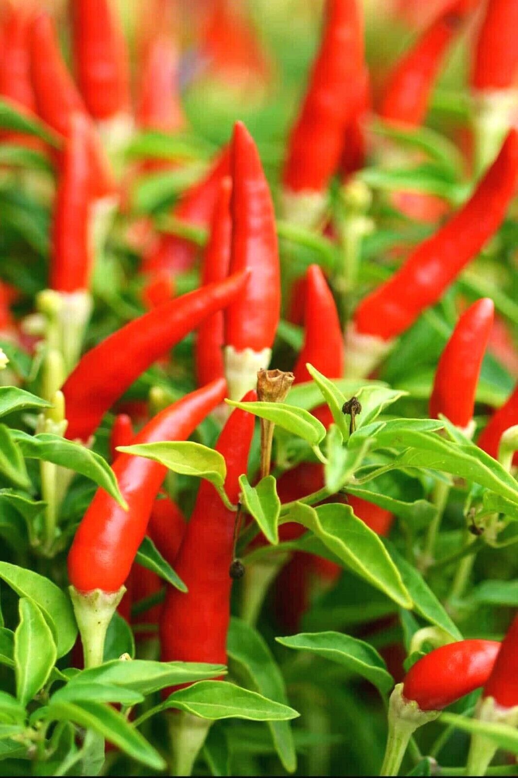 Piri Piri Red Chilli Chili Hot Pepper Seeds Rare 10 seeds
