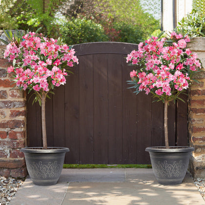 Premium Oleander Bush in 15cm pot