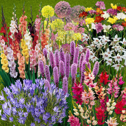 Summer Flowering Bulb Mix, 300 Bulbs, 7 Varieties, Summer Long Colour