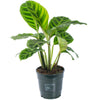 30-40cm Potted Calathea Zebrina Zebra Plant Perfect for Home Office