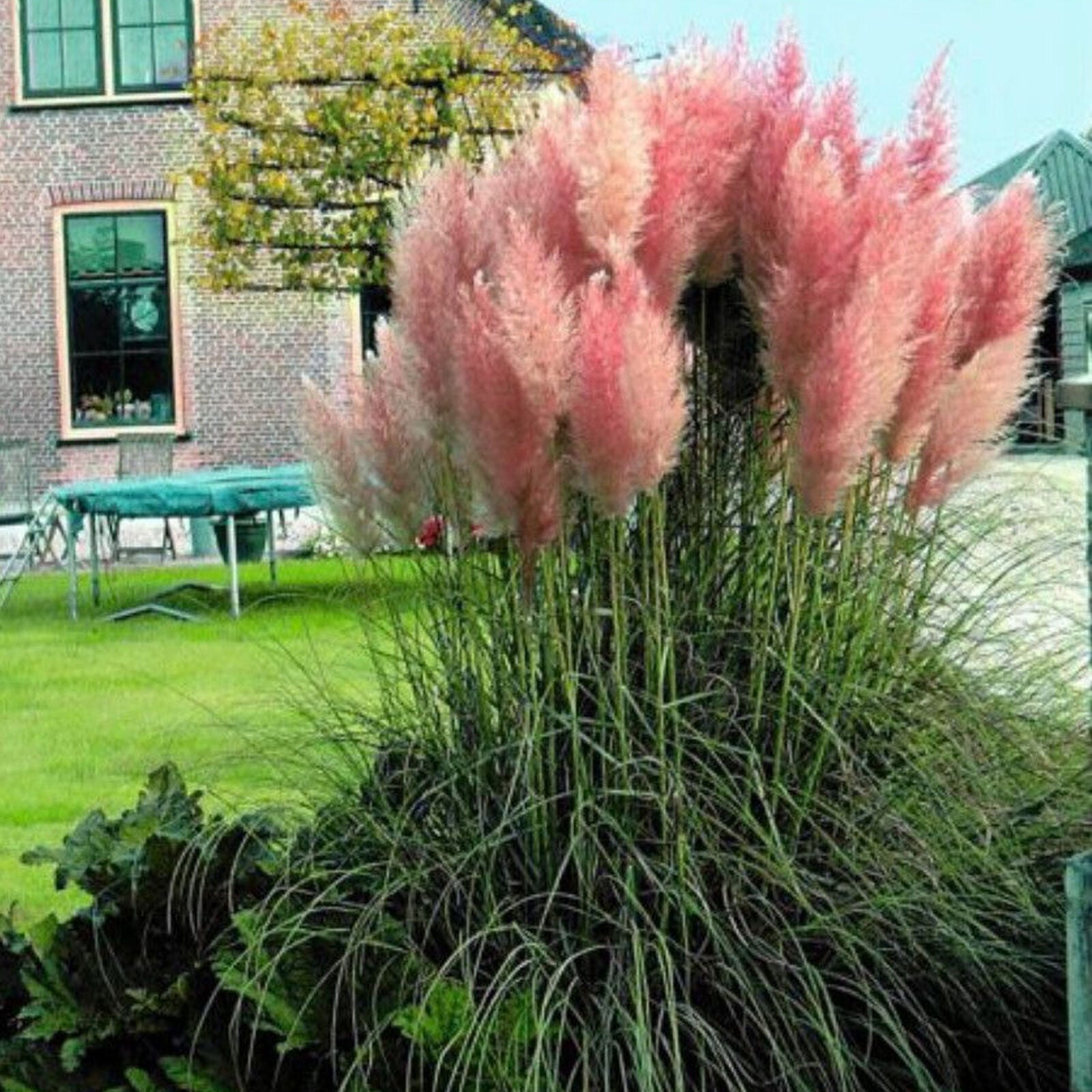 Cortaderia selloana 'Rosea' Pink Evergreen Perennial Pampas Grass | 12cm Pot