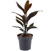 Premium Cordyline Tango | Evergreen Cabbage Palm for Home Office 30-40cm Potted