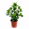 Autograph Tree - Clusia Rosea 25-30cm In Height - Indoor House Plant