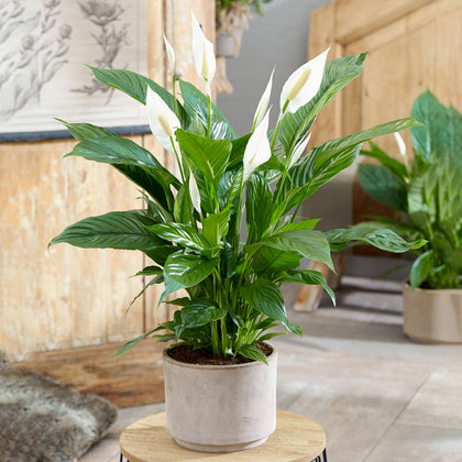 Spathiphyllum Peace Lily Large Indoor house Plant Purify The Air In Your Home