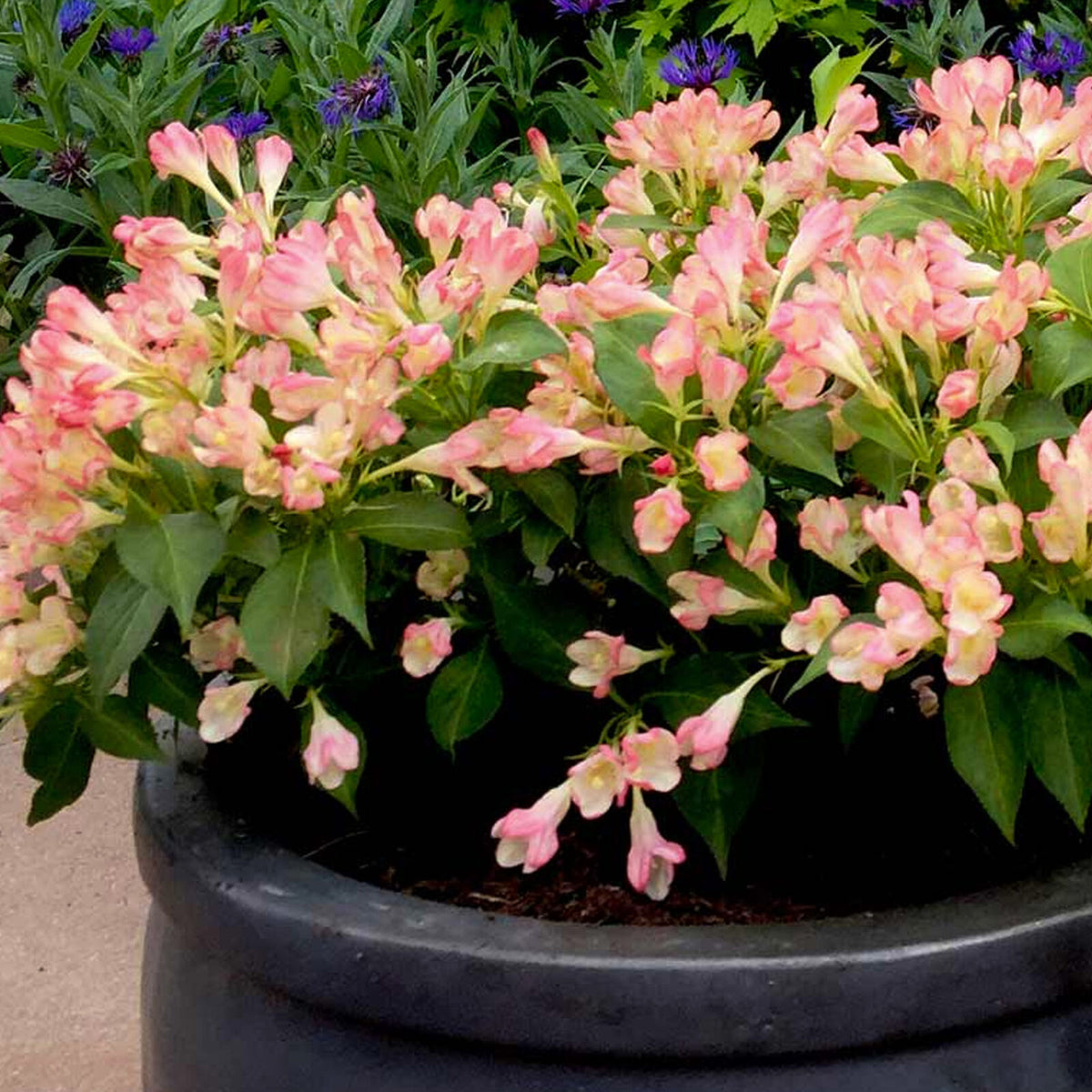 Weigela All Summer Peach | Outdoor Garden Ready Deciduous Potted Shrub ...