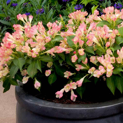 Weigela All Summer Peach | Outdoor Garden Ready Deciduous Potted Shrubs Plants