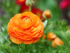 Ranunculus asiaticus Orange - 20 bulbs