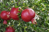 Pomegranate Plant - Punica Provence Tree - 9cm Pot Ready to Plant