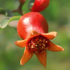 Pomegranate Plant - Punica Provence Tree - 9cm Pot Ready to Plant