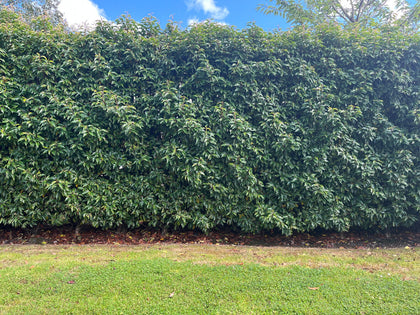 50 Portuguese Laurel Hedging Prunus Lusitanica 40-50cm, Evergreen Hedging Plants