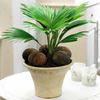 Tropical Gift Plant for Home or Office - Livistona Palm Indoor Houseplant 12cm pot 35cm plant