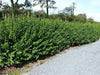 15 Green Privet Plants 2-3ft Tall, Evergreen Hedging, Grow a Quick, Dense Hedge