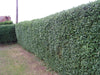 15 Green Privet Plants 2-3ft Tall, Evergreen Hedging, Grow a Quick, Dense Hedge