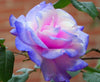 Rare Stifling Remorse Rose Flower Seeds Garden Plant