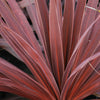 Cordyline Torbay Red - Cabbage Palm | Ornamental Indoor House Plant in 9cm Pot