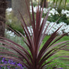 Cordyline Torbay Red - Cabbage Palm | Ornamental Indoor House Plant in 9cm Pot