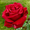 Red Rose Flower Seeds Garden Plant 10 Seeds