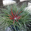 Hardy Bromeliad 'Fascicularia bicolour' Plant in 1L pot