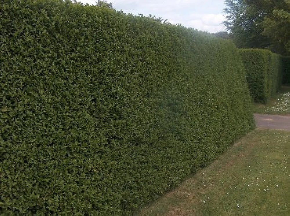 5 × (2-3ft) tall Potted Green Privet Evergreen Low Maintenance Hedge P ...