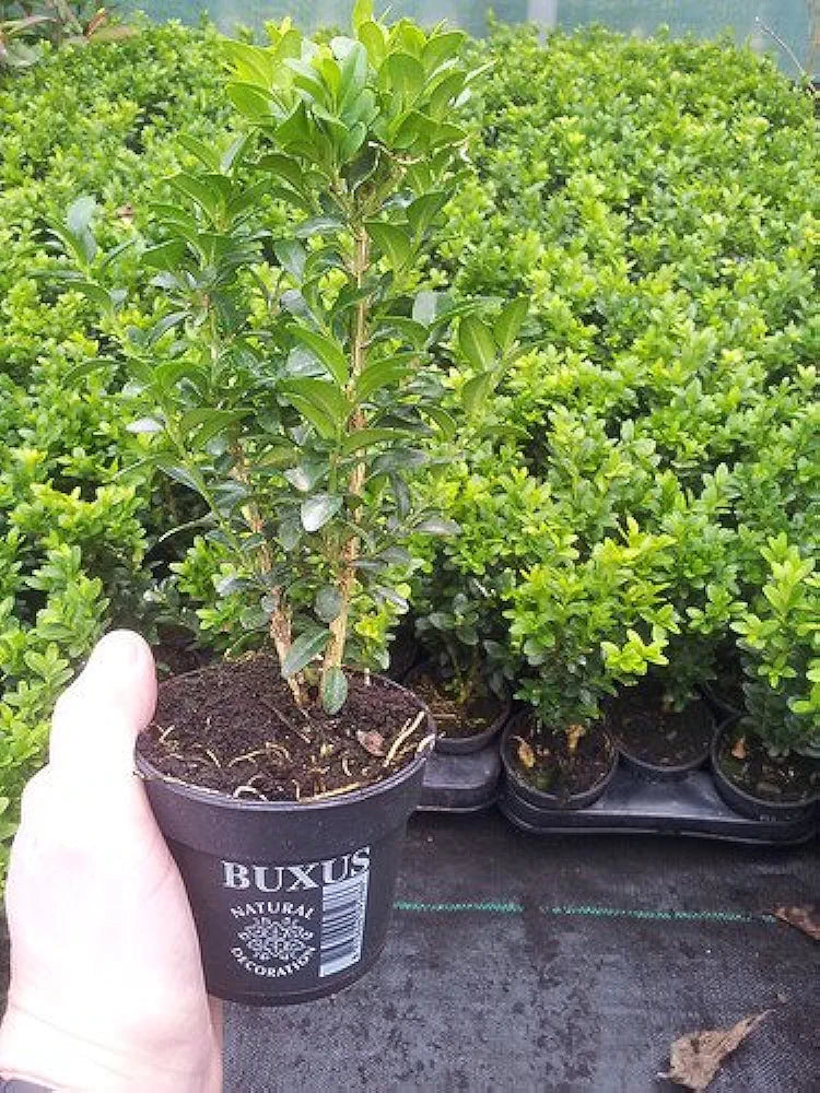 5 Common Box/Buxus Sempervirens 10-20cm Tall Evergreen Hedging Plants in 9cm Pots