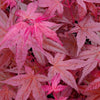 Acer palmatum 'Beni-Maiko' | Japanese Maple Deciduous Garden Plant Tree in Pot (50-70cm Incl. Pot)