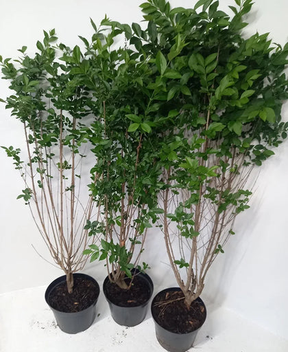 15× (2-3ft) tall Potted Green Privet Evergreen Low Maintenance Hedge Plants Hedging