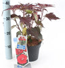 Winter Hardy Red Hibiscus Carousel Giant Red with red Leaves in 17cm Pot - 50cm Tall Garden Plant