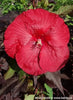 Winter Hardy Red Hibiscus Carousel Giant Red with red Leaves in 17cm Pot - 50cm Tall Garden Plant