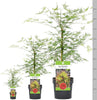 Acer Palmatum Hardy Tree Deciduous Garden Plant 'Emerald Lace' 9cm Pot