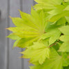 Japanese Maple Tree, Acer Shirasawanum 'Jordan' in a 3L Pot 40-50cm Tall