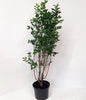 15× (2-3ft) tall Potted Green Privet Evergreen Low Maintenance Hedge Plants Hedging