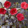 Winter Hardy Red Hibiscus Carousel Giant Red with red Leaves in 17cm Pot - 50cm Tall Garden Plant