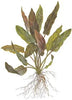 Tropica - Cryptocoryne undulatus 'Red' 1-2 Grow ! - Live aquarium plant
