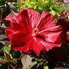 Winter Hardy Red Hibiscus Carousel Giant Red with red Leaves in 17cm Pot - 50cm Tall Garden Plant