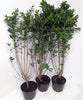 15× (2-3ft) tall Potted Green Privet Evergreen Low Maintenance Hedge Plants Hedging