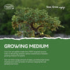 Pronto Seed Grow Your Own Bonsai Tree | 5 Seed Varieties - with Sustainable Packaging - Gardening for Men and Women | Beginner Friendly