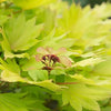 Japanese Maple Tree, Acer Shirasawanum 'Jordan' in a 3L Pot 40-50cm Tall