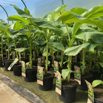 Musa Basjoo Fully Hardy Banana Fruit Tree 3-4ft Tall Extra Large in a 5 Litre Pot