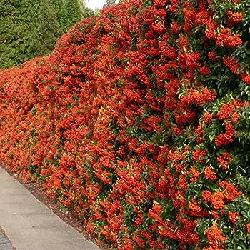 Red Firethorn Hedging Plants 20-40cm Pyracantha Red Column Evergreen Hedge Pots (10 Plants)