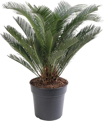 Sago Palm Large Indoor House Plant Real Evergreen Cycas Revoluta Tall Big Exotic Rare Plants (80-90cm (Incl. Pot)