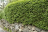 15× (2-3ft) tall Potted Green Privet Evergreen Low Maintenance Hedge Plants Hedging