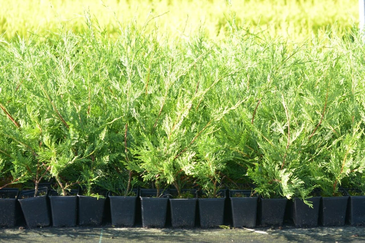 20x40-60cm LEYLANDII GREEN EVERGREEN CONIFER HEDGING LEYLANDII PLANT ...