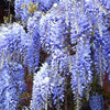 Wisteria Mix - 3 Plants - Deciduous Flowering Hardy Climbing Garden Shrub Plant (9cm, 20-30cm)