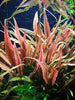 Tropica - Cryptocoryne undulatus 'Red' 1-2 Grow ! - Live aquarium plant