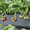 Strawberry 'Marshmello' Fast Growing Bare Root Garden Bush Fruit Plants