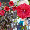 Winter Hardy Red Hibiscus Carousel Giant Red with red Leaves in 17cm Pot - 50cm Tall Garden Plant