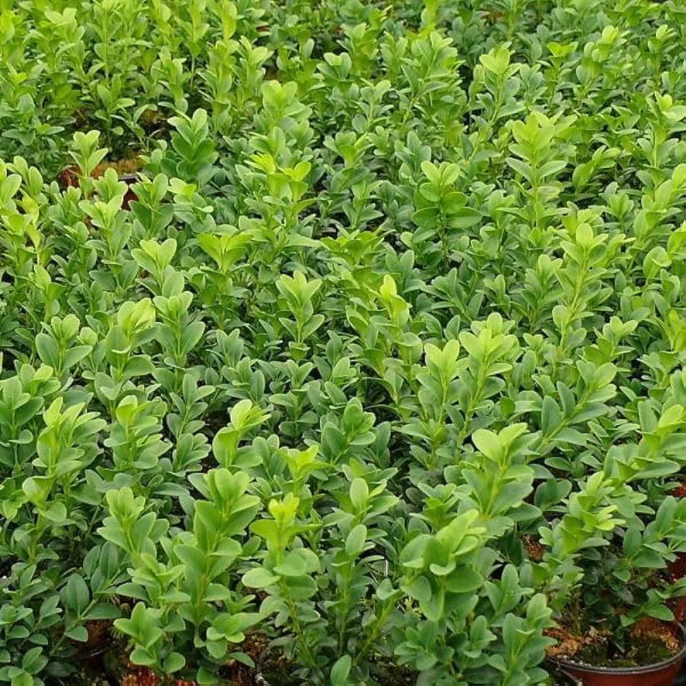 5 Common Box/Buxus Sempervirens 10-20cm Tall Evergreen Hedging Plants in 9cm Pots
