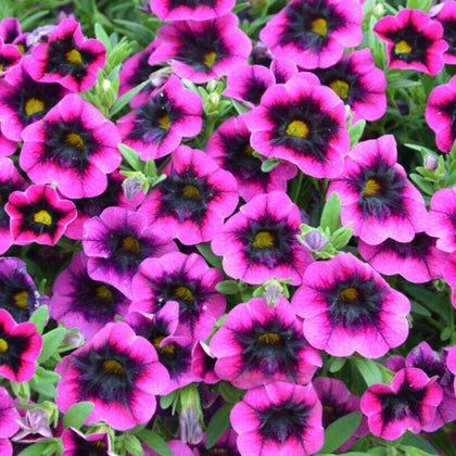 Calibrachoa plug plants million bells purple pink petunia flowers, pack of 3