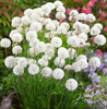 Armeria plug plants garden white flowers evergreen hardy sea thrift, pack of 3